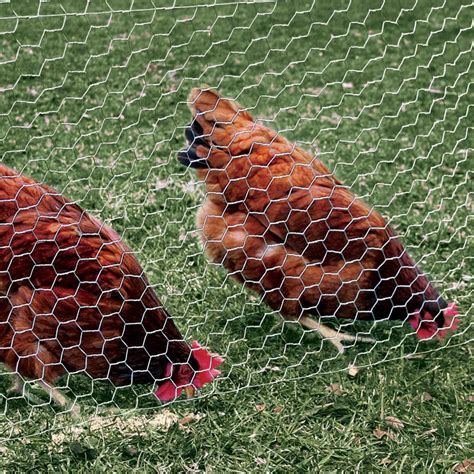 Chicken Wire & Poultry Netting .
